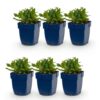 Salvia nem. Schneehügel – Salbei – Bienen- und Schmetterlingsmagnet – Weiß – 6 Pflanzen