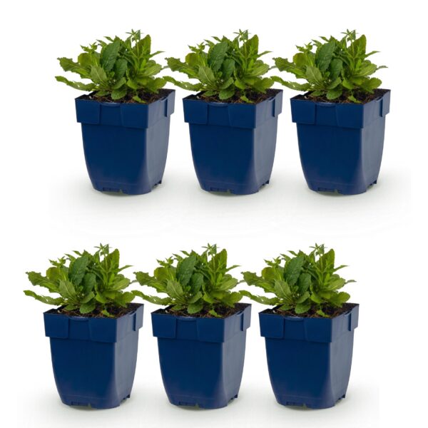 Salvia nem. Schneehügel – Salbei – Bienen- und Schmetterlingsmagnet – Weiß – 6 Pflanzen