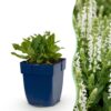 Salvia nem. Schneehügel – Salbei – Bienen- und Schmetterlingsmagnet – Weiß – 6 Pflanzen