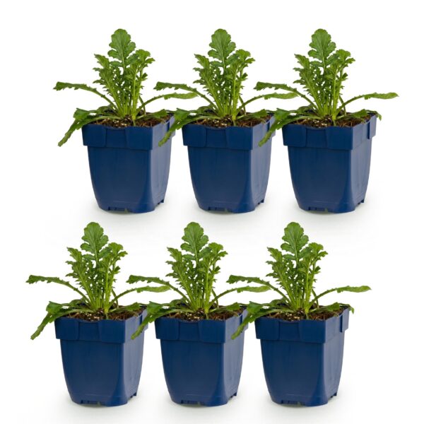 8123f675cb9f49999b550aa8de59a0704f0f291006af4b59abab786c7977b49c.jpg Scabiosa, Sorte „Butterfly Blue“ – Taubenkraut – Bienen- und Schmetterlingsmagnet – Violett – 6 Pflanzen