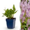 Persicaria ampl. Rosea – Knöterich – Schatten – Rosa – 6 Pflanzen