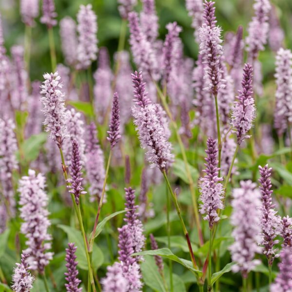 Persicaria ampl. Rosea – Knöterich – Schatten – Rosa – 6 Pflanzen