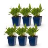 Persicaria ampl. Rosea – Knöterich – Schatten – Rosa – 6 Pflanzen