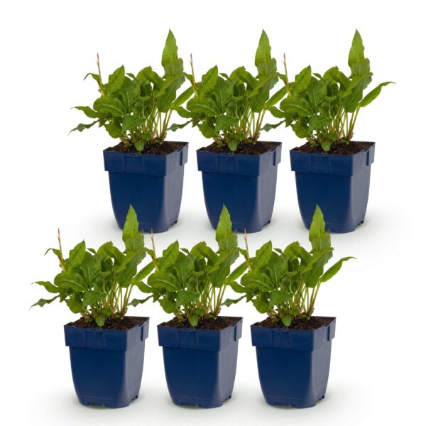 Persicaria ampl. Rosea – Knöterich – Schatten – Rosa – 6 Pflanzen