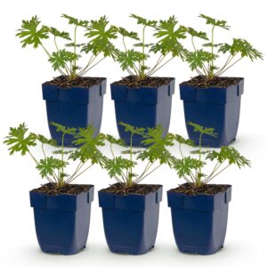 Geranium Johnson's Blue – Storchschnabel – Bodendecker – Blau – 6 Pflanzen