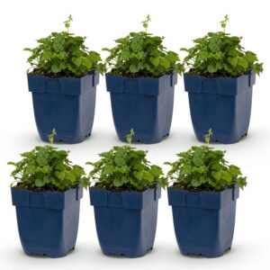 Campanula posch. Sorte „Lisduggan“ – Glockenblume – Bodendecker – Weiß – 6 Pflanzen