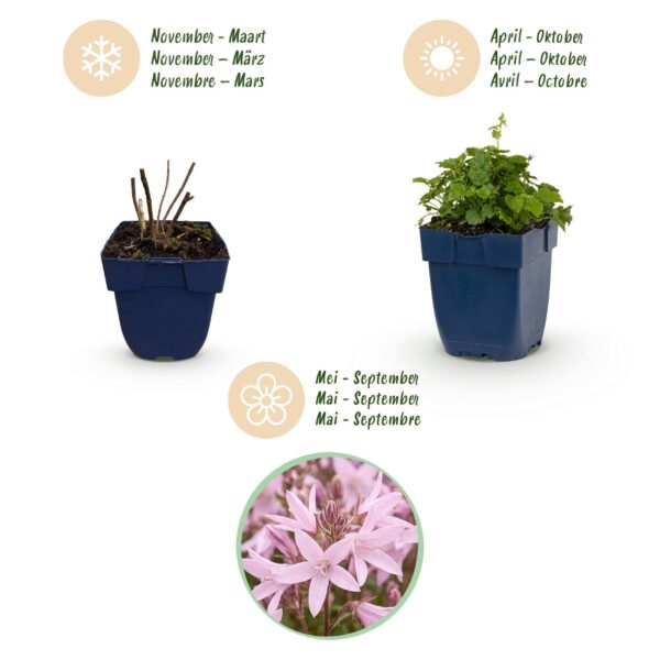 e0efadc231b2463f8c60bee074ae9a74bfc3e45020804cba97507a07e9a6456e.jpg Campanula posch. Sorte „Lisduggan“ – Glockenblume – Bodendecker – Weiß – 6 Pflanzen