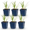2d29dda05f93480aa760f73ad8877a59fe3ba926a1e44fe5992b756a92841e3d.jpg Agapanthus africanus Albus – Afrikanische Lilie – Bienen- und Schmetterlingsmagnet – Weiß – 6 Pflanzen