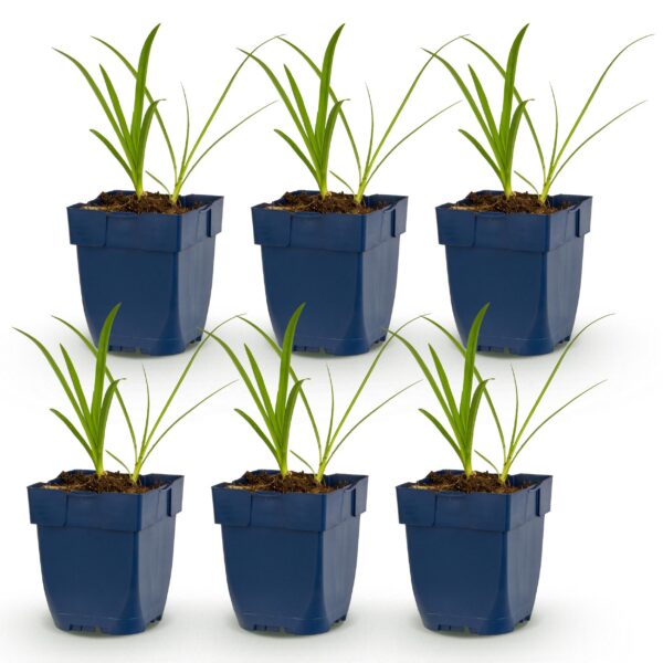 2d29dda05f93480aa760f73ad8877a59fe3ba926a1e44fe5992b756a92841e3d.jpg Agapanthus africanus Albus – Afrikanische Lilie – Bienen- und Schmetterlingsmagnet – Weiß – 6 Pflanzen