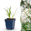 3999188f584c49c5ae309b5d3b204c244368e6d871984b0e893790f8a8047e42.jpg Agapanthus africanus Albus – Afrikanische Lilie – Bienen- und Schmetterlingsmagnet – Weiß – 6 Pflanzen