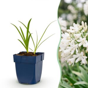 3999188f584c49c5ae309b5d3b204c244368e6d871984b0e893790f8a8047e42.jpg Agapanthus africanus Albus – Afrikanische Lilie – Bienen- und Schmetterlingsmagnet – Weiß – 6 Pflanzen