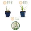 46b23dd20e584d1e88aa36e3705ee3288cb7672e8f0f42bc9f91a50a50277edc.jpg Agapanthus africanus Albus – Afrikanische Lilie – Bienen- und Schmetterlingsmagnet – Weiß – 6 Pflanzen