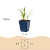 995f793028d6442d8dc6f6890f076b9b9ab44507a48944ff931e0f66b4690004.jpg Agapanthus africanus Albus – Afrikanische Lilie – Bienen- und Schmetterlingsmagnet – Weiß – 6 Pflanzen