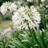 d780937eb1dc4fe6a6394932ffe854f66bd5790e9b004a80a2b13fdf1b43be19.jpg Agapanthus africanus Albus – Afrikanische Lilie – Bienen- und Schmetterlingsmagnet – Weiß – 6 Pflanzen