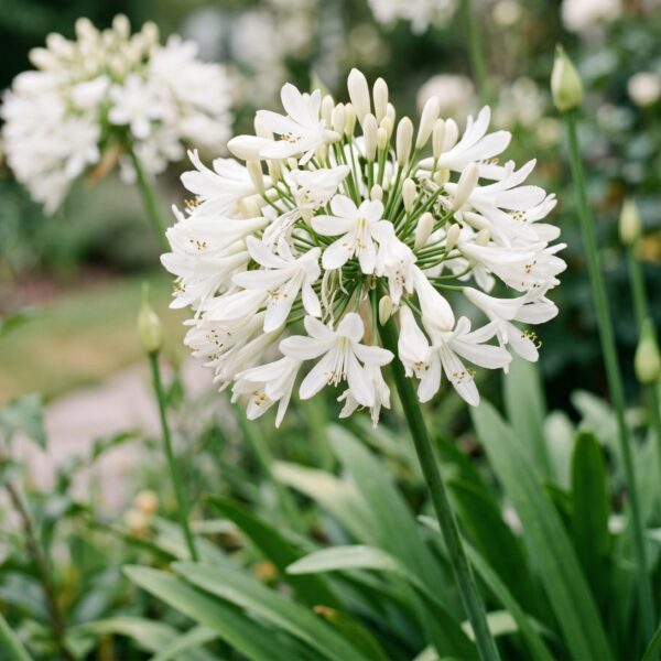 d780937eb1dc4fe6a6394932ffe854f66bd5790e9b004a80a2b13fdf1b43be19.jpg Agapanthus africanus Albus – Afrikanische Lilie – Bienen- und Schmetterlingsmagnet – Weiß – 6 Pflanzen