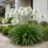 edcde88ac9034a0a980cca2b1f169765e81ae66351e7492698d30f1329aa1e50.jpg Agapanthus africanus Albus – Afrikanische Lilie – Bienen- und Schmetterlingsmagnet – Weiß – 6 Pflanzen
