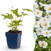 Anemone hybr. Hon. Jobert – Herbstanemone – Schatten – Weiß – 6 Pflanzen