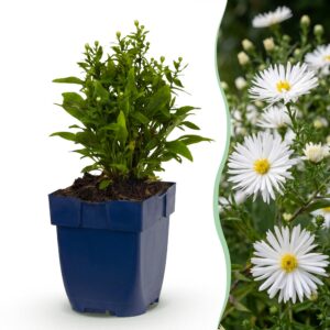354ee836ca014ff597fbc1607422e42f5451a105424341008a9c60b752aea33e.jpg Aster (D) Schneekissen – Meeresaster – Bienen- und Schmetterlingsmagnet – Weiß – 6 Pflanzen