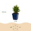 45fe6d5af7fa4cee98d652cc627ddde378908fc4980748e2983f658cae659f9b.jpg Aster (D) Schneekissen – Meeresaster – Bienen- und Schmetterlingsmagnet – Weiß – 6 Pflanzen