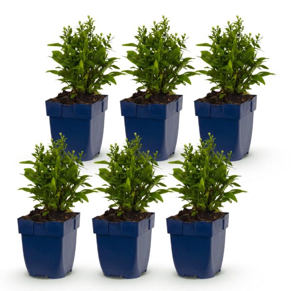b74e79219c61419ebb905c6f14cd3cb3645a400206854a61a0a0d21335e6931b.jpg Aster (D) Schneekissen – Meeresaster – Bienen- und Schmetterlingsmagnet – Weiß – 6 Pflanzen