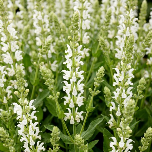06508ea3b484472ba38d39a27faa7bf5c724ff4b16704c3ab13753e6957783bf.jpg Salvia nem. Schneehügel – Salbei – Bienen- und Schmetterlingsmagnet – Weiß – 3 Pflanzen