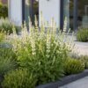 3435875ea8fd4767b7b2ef0b8e41f8cdc79f5082f61d4125994e614db520f3a4.jpg Salvia nem. Schneehügel – Salbei – Bienen- und Schmetterlingsmagnet – Weiß – 3 Pflanzen