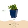 5bfc5c77fb024dca8473ef3d3e3ca1ea3d235ce4e1924f39be1e81f40e99e968.jpg Salvia nem. Schneehügel – Salbei – Bienen- und Schmetterlingsmagnet – Weiß – 3 Pflanzen