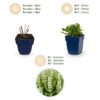 61163540426045f9842879fd7c31210f5e1d1a8526e2493baab0c2f1b3fa03d2.jpg Salvia nem. Schneehügel – Salbei – Bienen- und Schmetterlingsmagnet – Weiß – 3 Pflanzen