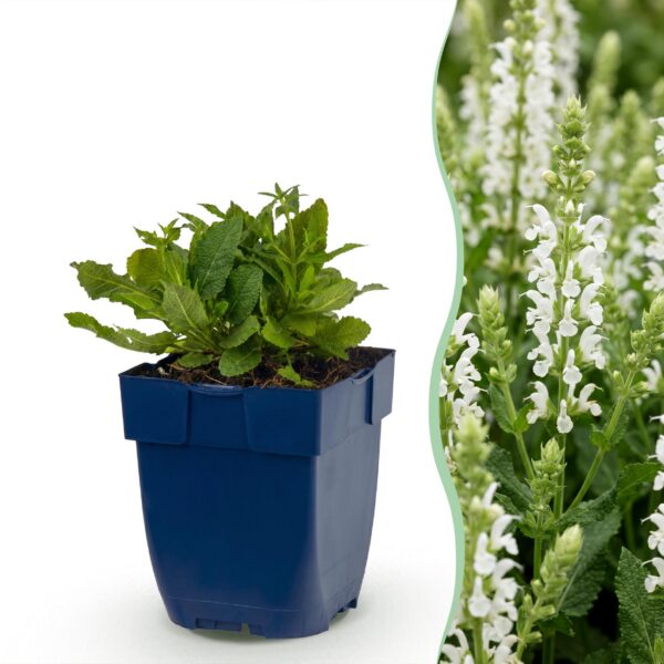 a24cc3a9937a43dea5ecd785c3cc25f8f7e538839ba14775834c712e84c9d303.jpg Salvia nem. Schneehügel – Salbei – Bienen- und Schmetterlingsmagnet – Weiß – 3 Pflanzen