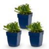 d577bdbfb349430b89fbe86d51e8d0950c4550b89572489cbe37870e69dc382a.jpg Salvia nem. Schneehügel – Salbei – Bienen- und Schmetterlingsmagnet – Weiß – 3 Pflanzen