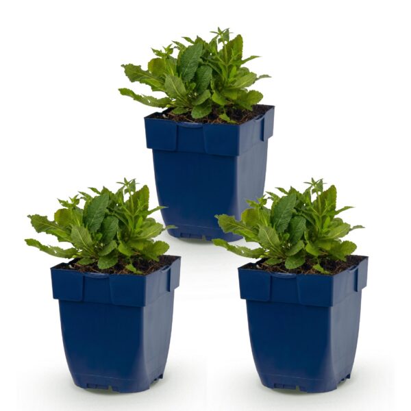 d577bdbfb349430b89fbe86d51e8d0950c4550b89572489cbe37870e69dc382a.jpg Salvia nem. Schneehügel – Salbei – Bienen- und Schmetterlingsmagnet – Weiß – 3 Pflanzen