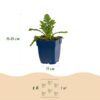 a2dafae6476041ed9d8c28c3e931ddd10537ad3aa77a41099c0dfaef87343373.jpg Scabiosa, Sorte „Butterfly Blue“ – Taubenkraut – Bienen- und Schmetterlingsmagnet – Violett – 3 Pflanzen