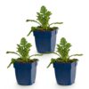 b59a0857f58c49a7af07ee6855f6fc2fd07f594ef12c44e38ba49235eb874515.jpg Scabiosa, Sorte „Butterfly Blue“ – Taubenkraut – Bienen- und Schmetterlingsmagnet – Violett – 3 Pflanzen