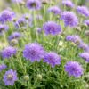 f84a666e91cb47638a0c7e89f2083996d90dcd408592428eb440b911f36a3363.jpg Scabiosa, Sorte „Butterfly Blue“ – Taubenkraut – Bienen- und Schmetterlingsmagnet – Violett – 3 Pflanzen
