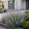 73b8908d0ed34f43a3f79d3977b040f712f9422530e3449991c6f4a4af17df5b.jpg Nepeta faassenii Walker's Low – Katzenminze – Bienen- und Schmetterlingsmagnet – Blau – 3 Pflanzen