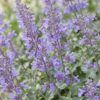 854df2a7762d49149e2db2687eadb0404852a1df60d5434c89a82dc378491671.jpg Nepeta faassenii Walker's Low – Katzenminze – Bienen- und Schmetterlingsmagnet – Blau – 3 Pflanzen