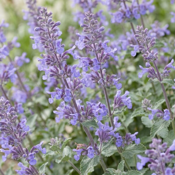 854df2a7762d49149e2db2687eadb0404852a1df60d5434c89a82dc378491671.jpg Nepeta faassenii Walker's Low – Katzenminze – Bienen- und Schmetterlingsmagnet – Blau – 3 Pflanzen