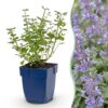 f652a11a4b314806b01b331d0a94da766b9b0e6dfcc44a63bc093c47921769e6.jpg Nepeta faassenii Walker's Low – Katzenminze – Bienen- und Schmetterlingsmagnet – Blau – 3 Pflanzen