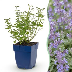 f652a11a4b314806b01b331d0a94da766b9b0e6dfcc44a63bc093c47921769e6.jpg Nepeta faassenii Walker's Low – Katzenminze – Bienen- und Schmetterlingsmagnet – Blau – 3 Pflanzen