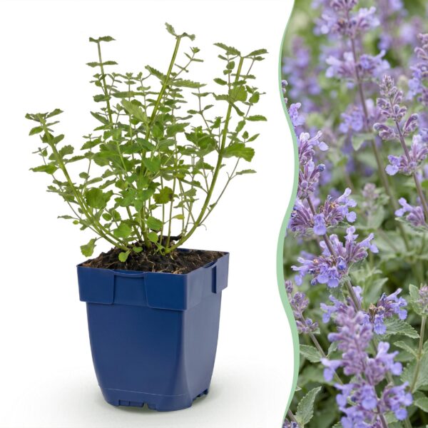 f652a11a4b314806b01b331d0a94da766b9b0e6dfcc44a63bc093c47921769e6.jpg Nepeta faassenii Walker's Low – Katzenminze – Bienen- und Schmetterlingsmagnet – Blau – 3 Pflanzen