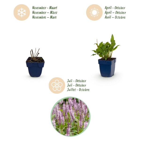03ccdaf5aaf5441f89da1afc2e6311db81e2b03e7da7411b8546d39071055e6e.jpg Persicaria ampl. Rosea – Knöterich – Schatten – Rosa – 3 Pflanzen