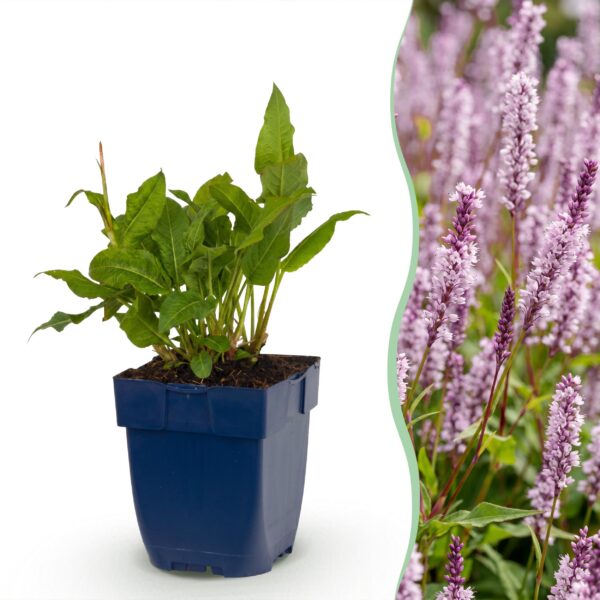 38c0b6c34d484e019119a7319ab76b25582e85a067774abb86bf96cf4fba5397.jpg Persicaria ampl. Rosea – Knöterich – Schatten – Rosa – 3 Pflanzen