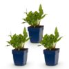 5f2933d2d4794e89a9e9a79453057c6e2ac187e4d346440e98761156be6fb235.jpg Persicaria ampl. Rosea – Knöterich – Schatten – Rosa – 3 Pflanzen