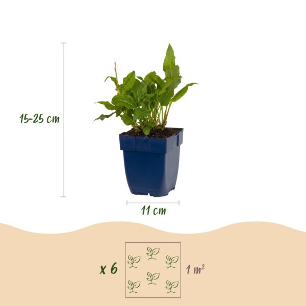 fcb8c3b47c6149ec9fdb6e3d1e47b9686e045c49d1434dcd9d42e5618901d246.jpg Persicaria ampl. Rosea – Knöterich – Schatten – Rosa – 3 Pflanzen
