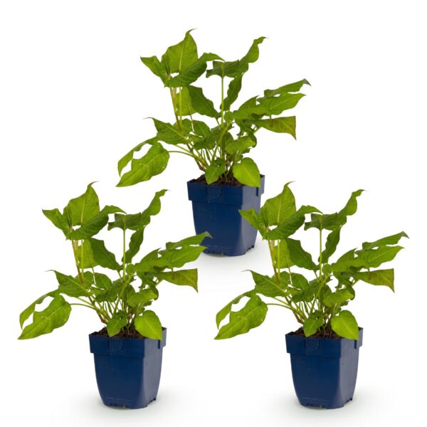 Persicaria amplexicaulis – Knöterich – Schatten – Rot – 3 Pflanzen