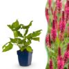 Persicaria amplexicaulis – Knöterich – Schatten – Rot – 3 Pflanzen