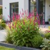 Persicaria amplexicaulis – Knöterich – Schatten – Rot – 3 Pflanzen