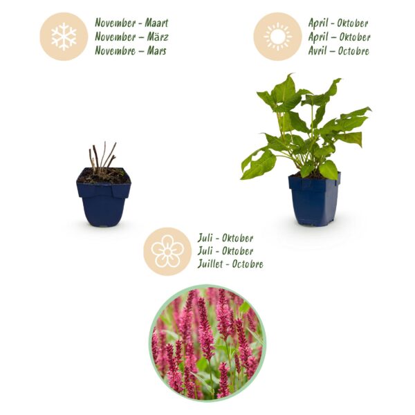 Persicaria amplexicaulis – Knöterich – Schatten – Rot – 3 Pflanzen