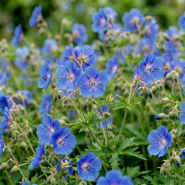 141261d6f9464f06973d42f5db5d8ddd2f9014fd25ea47ebad167ca4c66d9ce9.jpg Geranium Johnson's Blue – Storchschnabel – Bodendecker – Blau – 3 Pflanzen