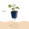6847b733a92541fba405deef6ed5f452b022181416314252b92d3f77ebc0abb5.jpg Geranium Johnson's Blue – Storchschnabel – Bodendecker – Blau – 3 Pflanzen